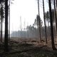 In het toekomstbestendige bos verdringt de regenworm de paddenstoel