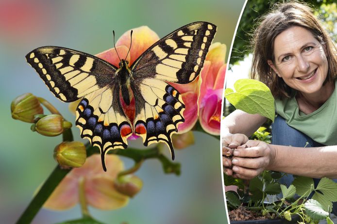 Onze tuinexperte Laurence Machiels legt uit hoe je vlinders naar je tuin kan lokken.