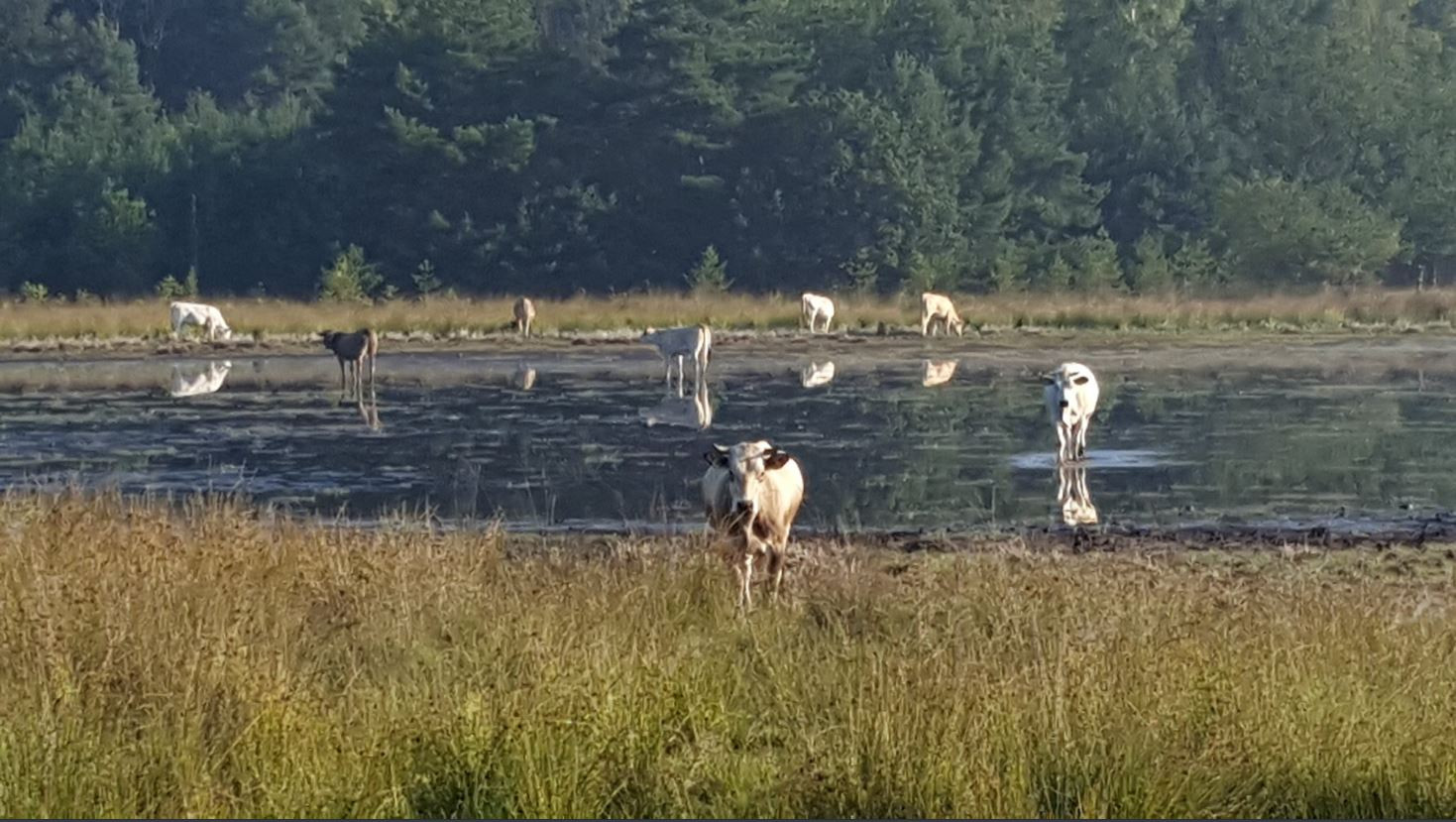 Geen paniek! Schaatsen op droge Leersumse Veld gaat vast ...