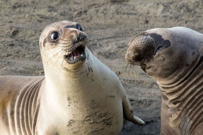 Comedy Wildlife Photography Awards