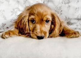 9 tekenen dat je hond stapelgek op je is 