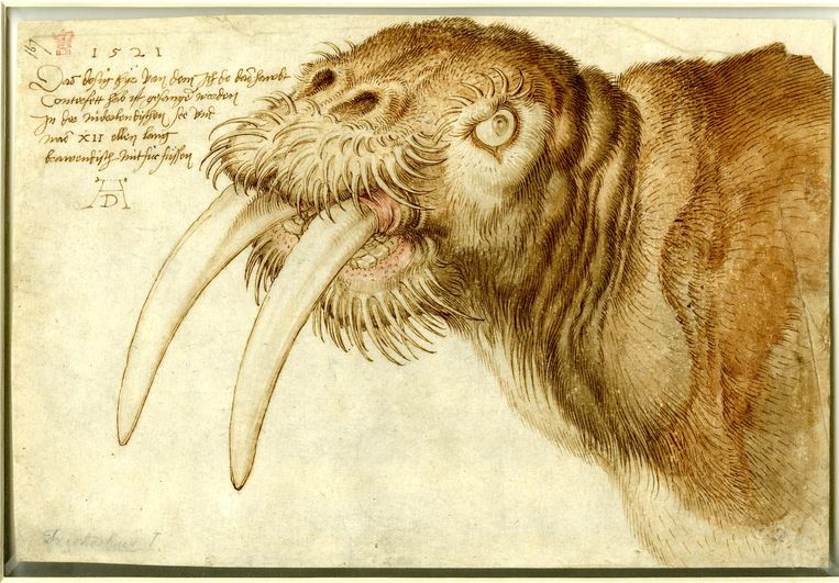 Kop van een walrus, 1521 Beeld British Museum