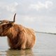 Kabinetsbeleid tast natuur aan: soorten verdwijnen