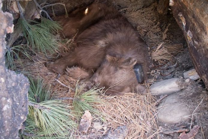 California Department of Fish and Wildlife