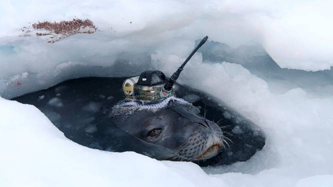 Zeehonden dragen helmpjes voor onderzoek op Antarctica