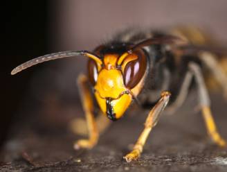 Zeeuwse Staten vragen nog fellere aanpak van Aziatische hoornaar 