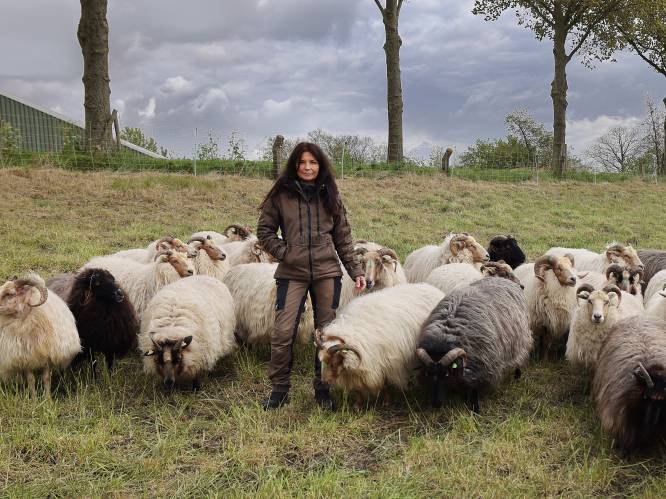 Herder Ing in de stress over haar gestolen schapen: ‘Ben vertrouwen kwijt, ik wil weten hoe het met ze is’