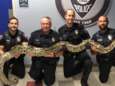 VIDEO: Agent rekent vier meter lange python in met blote handen<br>