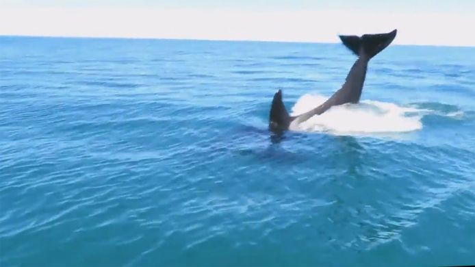 De spelende orka's werden vastgelegd op video.