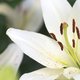 Kattenliefhebbers opgelet! Pas op met deze mooie bloem