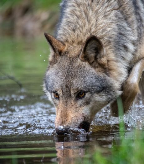Un nouveau loup repéré au nord d'Anvers