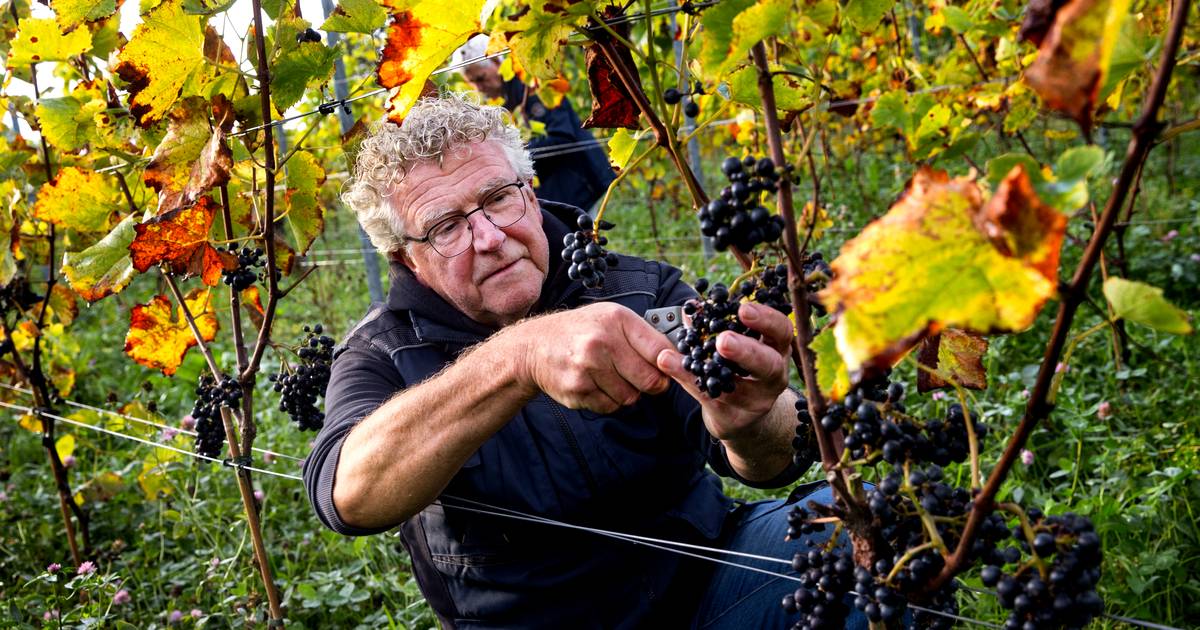 Wijngoed Zurrick viert primeur: eerste blauwe druiven geoogst ondanks moeilijk jaar