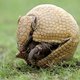 Gordeldiertje wordt mascotte van WK in Brazilië