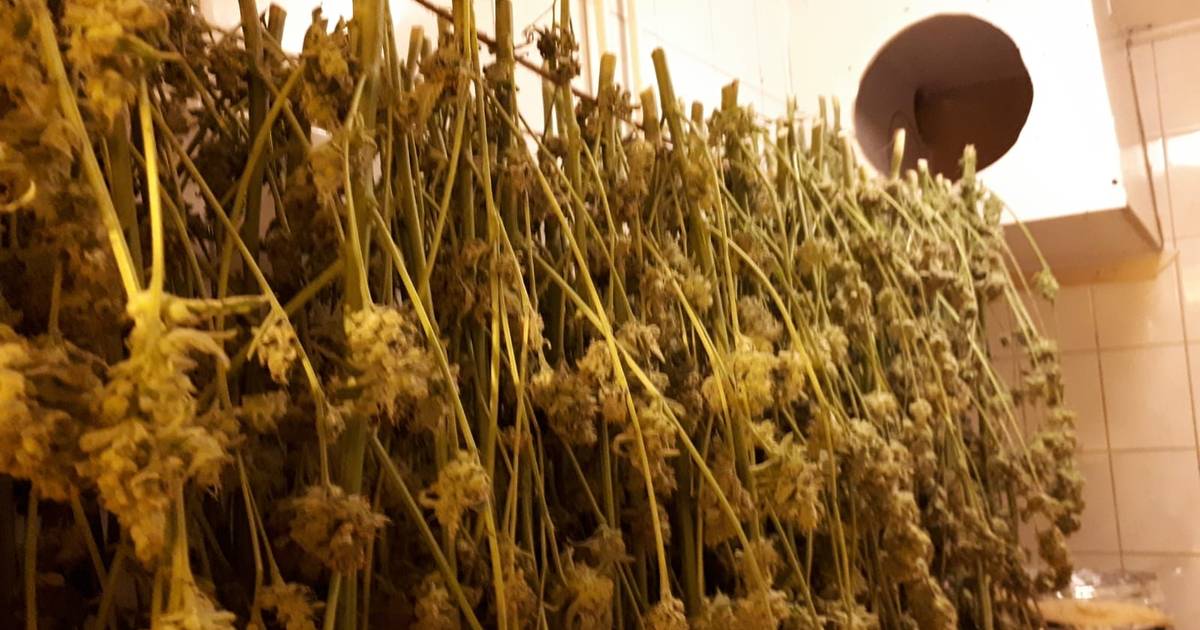 Politie ontdekt wietplantage met 250 planten in woning in Bant