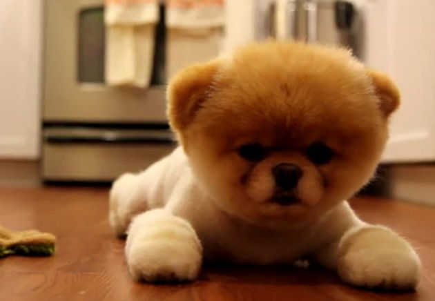Peluche boo le chien shop