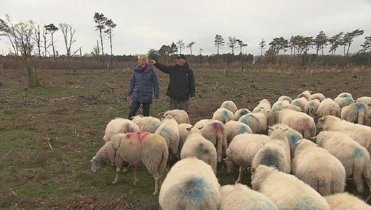 Kempische heideschapen moeten voorkomen dat de Strabrechtse Heide weer gaat verbossen. In Vroege Vogels bezoekt presentator Bentveld schaapsherder Kees Kromhout. Beeld VARA
