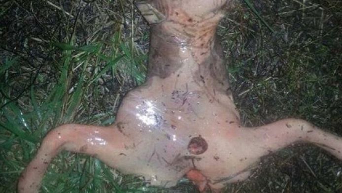 Cette étrange créature a été découverte dans la cour de Gianna Peponis à San Jose (Californie). Les photos sont rapidement devenues virales sur Facebook.