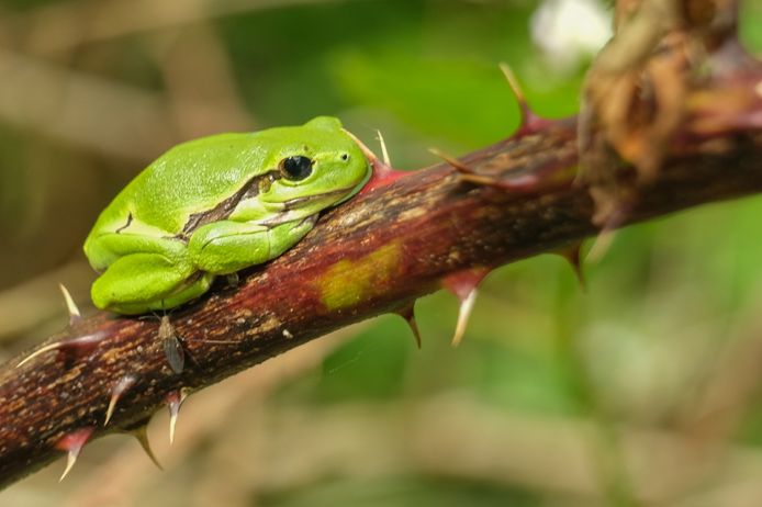 De Brabantse natuur is ‘veerkrachtig’, maar: ‘Het is stil op de hei ...