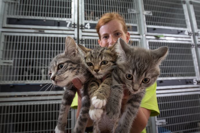 dok Lao Distilleren Asiel in Kampen komt om in de kittens: 'Het zijn er extreem veel' | Kampen  | destentor.nl