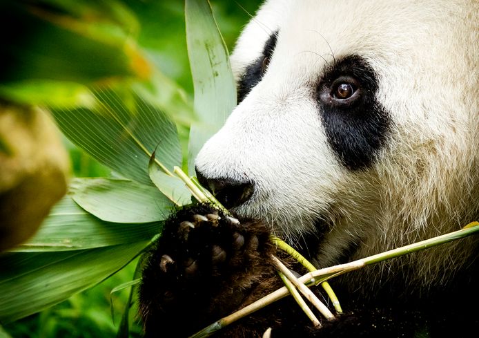 Naar Het echte leven in de dierentuin keken op NPO 1 bijna 1,1 miljoen mensen half juli, blijkt uit cijfers van Stichting KijkOnderzoek.