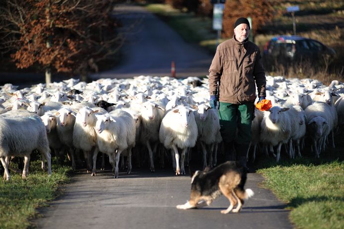 Clemens Olde Groeniger leidt zijn schapen naar de Renkumse heide.