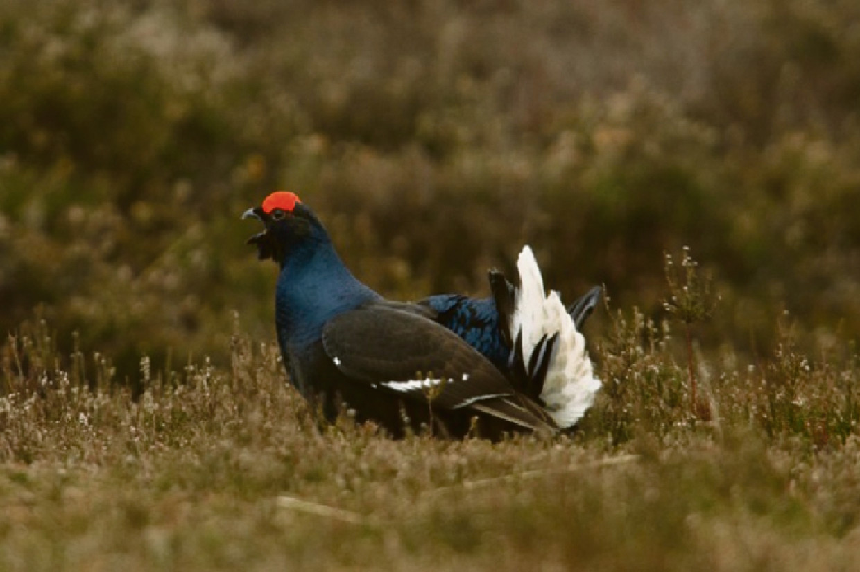 De korhoen is bijna uitgestorven in Nederland, ondanks import van enkele exemplaren uit Zweden. Beeld Vogelbescherming Nederland 