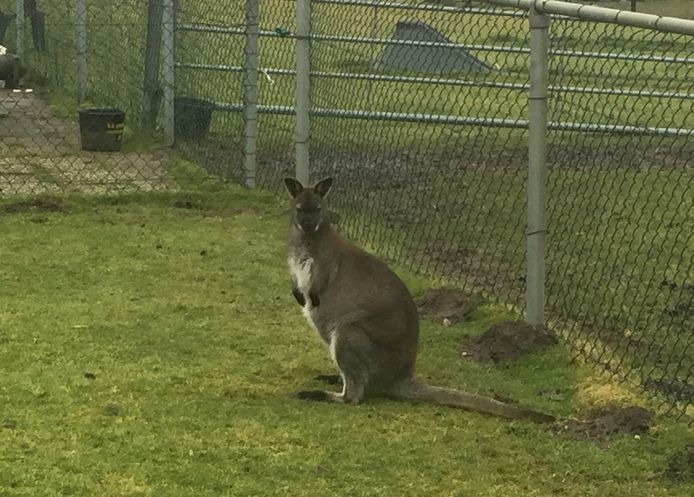 Een tamme kangoeroe