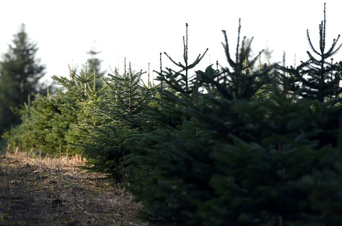 Beeld ter illustratie. Wallonië produceert elk jaar zowat twee miljoen kerstbomen.