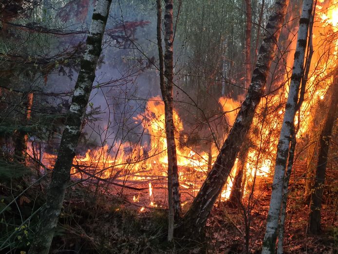 Beginnende bosbrand in Drunen, brandweer probeert vuur te blussen.