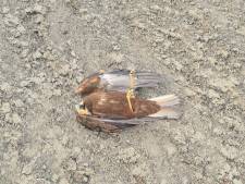 Onderzoekers kijken machteloos toe: ‘Nu ook roofvogels dood door vogelgriep’
