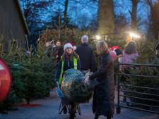 Talloze Edenaren halen al voor pakjesavond hun kerstboom in huis: ‘Vroeger lag de piek iets later’