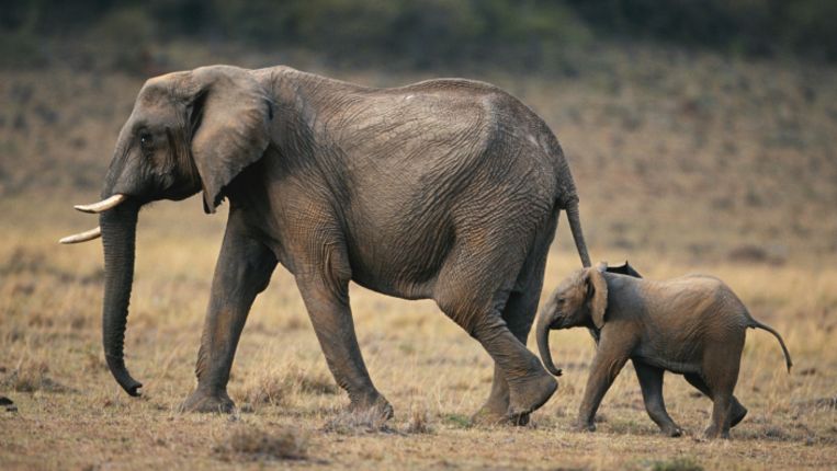 Wegversperring Nieuwsgierigheid Groenten Is er nog hoop voor de Afrikaanse olifant? | De Morgen