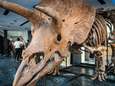 Skelet van 66 miljoen jaar oude dinosauriër ‘Big John’ te koop