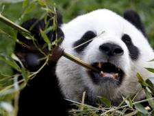 Nouvelle récompense pour Pairi Daiza
