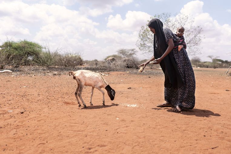 Mahadha Ibrahim Abdi (30) voert een geit bij haar huis, omdat deze vanwege de droogte in het noordoosten van Kenia geen gras heeft om te grazen. Beeld via Reuters / World Food Programme