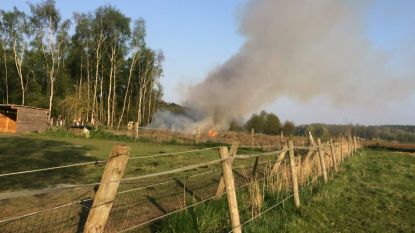 Jongeren bekogelen paard met bommetjes en zetten wei in brand