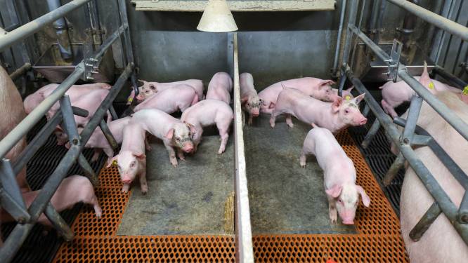 Conflict na conflict in het buitengebied om varkensbedrijven: ‘De mensen trekken het niet meer’