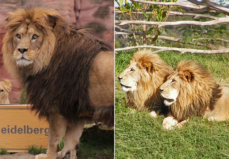 Een Atlasleeuw met ver doorlopende donkere manen (links) en twee zuidelijk-Afrikaanse leeuwen Beeld Zoo Hannover/Zoo Office Bern