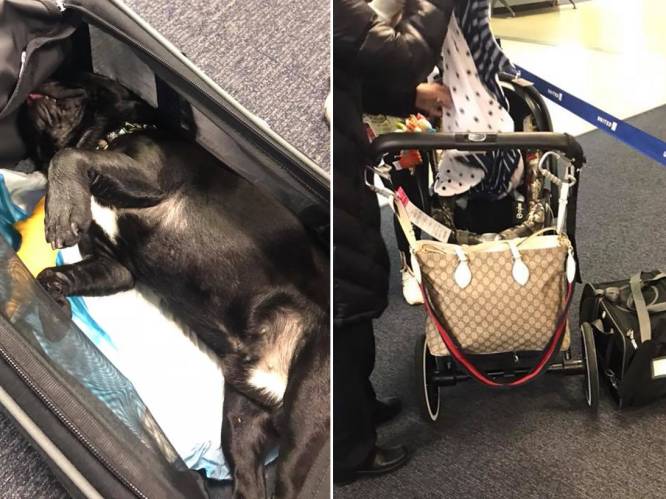 Hond sterft tijdens vlucht nadat stewardess baasje verplicht dier op te sluiten in bagageruimte