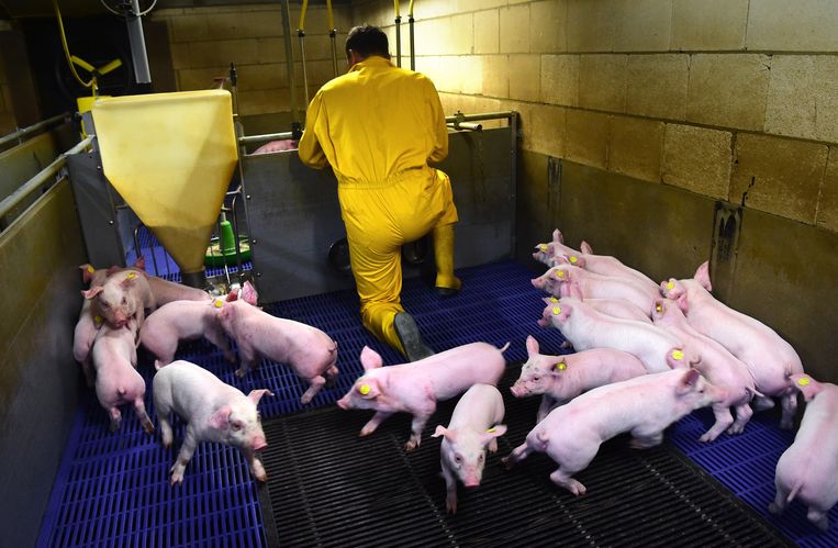 Stiphout aan het werk in de stal.  Beeld Marcel van den Bergh / de Volkskrant