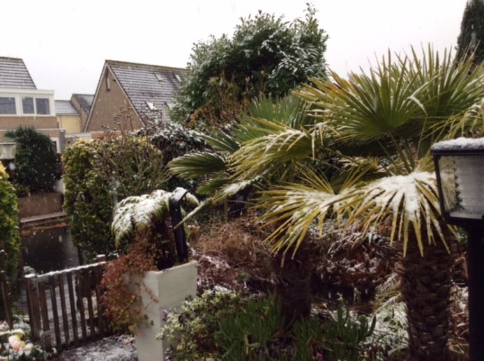 In Deventer zijn ook de palmbomen van Gerard Koers bedekt met een klein laagje sneeuw.