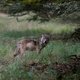 Wolven Hoge Veluwe mogen niet gevangen of gedood, én niet beschoten met verfkogels