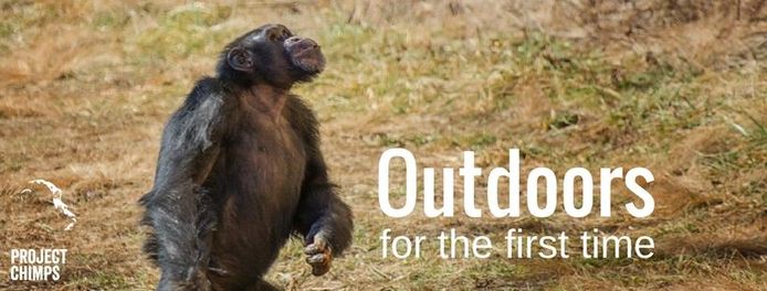 Project Chimps