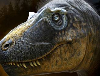 Nieuwe tyrannosaurus ontdekt: mogelijke 'missing link' in evolutie T. rex