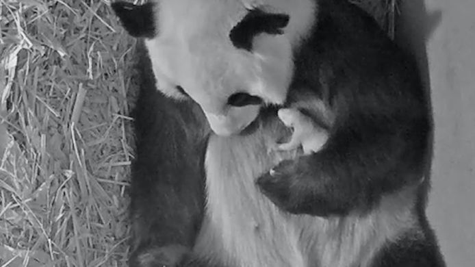 Reuzenpanda Wu Wen en haar jong in Ouwehands Dierenpark in Rhenen.