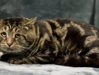 Droevige kat gaat viraal op Twitter, vindt 2 dagen later een nieuw thuis en helpt nu op TikTok baasjes vinden voor andere huisdieren