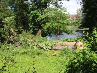Sprookjesbos uitgesteld: omgevallen boom aan ingang verspert doorgang Liedtspark