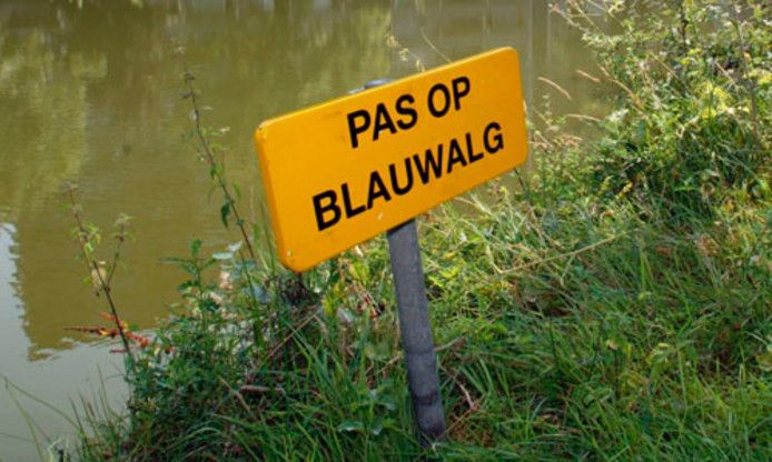stockadr blauwalg
