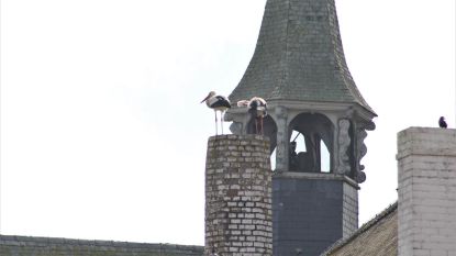 Afbraak oud rusthuis uitgesteld door ooievaars