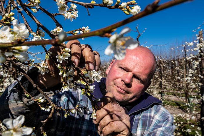 Fruitkweker Evert van Vilsteren: ,,Van een graad of 1 à 2 word ik niet nerveus. Dat begint pas bij -4.’’